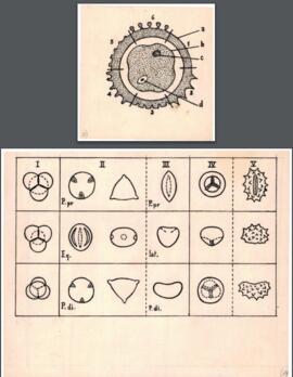 Open original Objet numérique